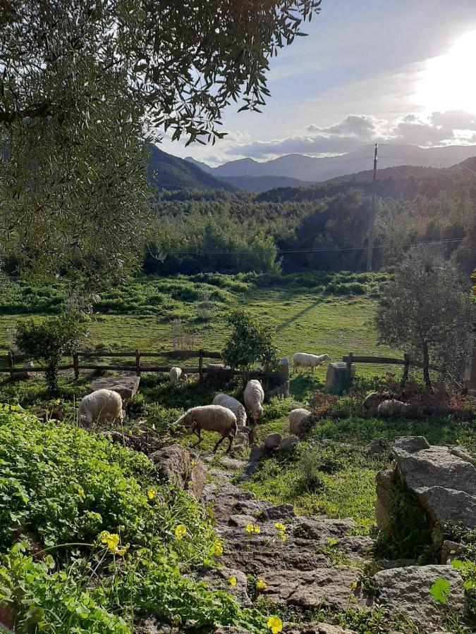 S'Imbragu Farm B&B Tortoli Luaran gambar