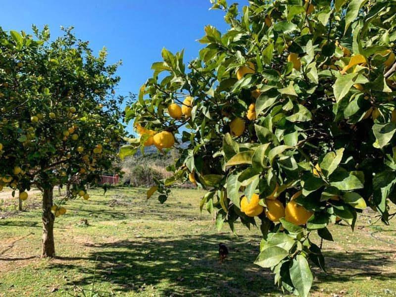 S'Imbragu Farm B&B Tortoli Luaran gambar