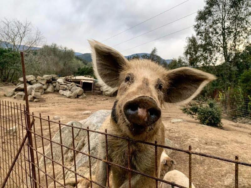 S'Imbragu Farm B&B Tortoli Luaran gambar